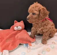 Raspberry 🩷, a female Poodle - Toy  for sale in Meta, MO – 7 of 10