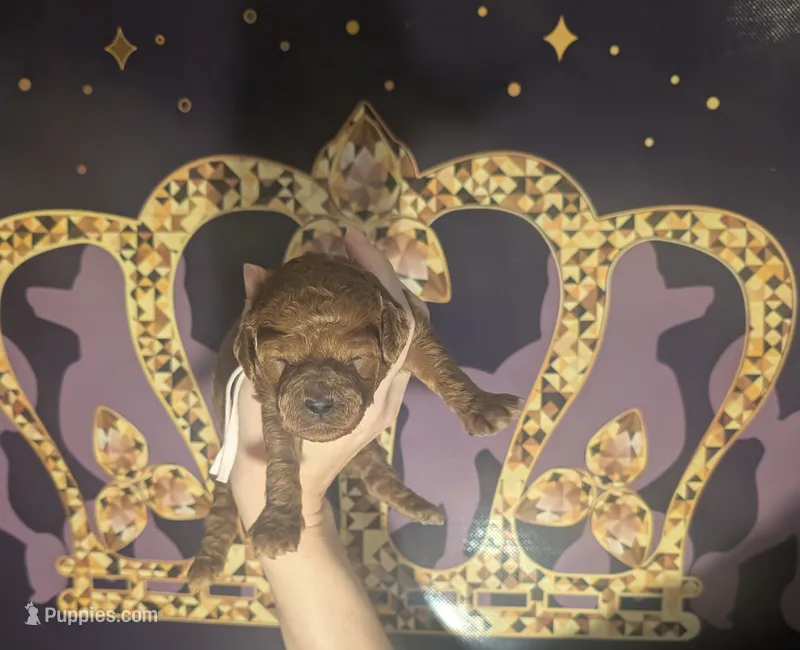 Bo Peep 🩷 – Poodle - Miniature  puppy for sale in Meta, MO