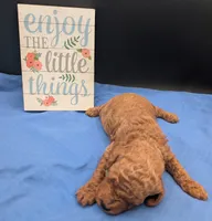 Rex 🦖, a male Poodle - Miniature  for sale in Meta, MO – 4 of 10