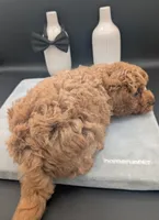 Snoopy 🖤, a male Poodle - Toy  for sale in Meta, MO – 6 of 10