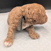 Snoopy 🖤, a male Poodle - Miniature  for sale in Meta, MO – 9 of 10