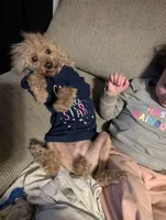 Scarlet Retired , a female Poodle - Miniature  for sale in Meta, MO – 10 of 10