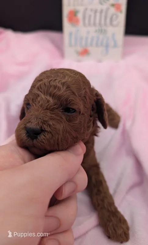 Bo Peep 🩷 – Poodle - Miniature  puppy for sale in Meta, MO
