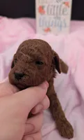 Bo Peep 🩷, a female Poodle - Miniature  for sale in Meta, MO – 1 of 10
