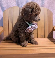 Bo Peep 🩷, a female Poodle - Miniature  for sale in Meta, MO – 3 of 10