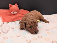 Jessie 💛, a female Poodle - Miniature  for sale in Meta, MO – 2 of 10