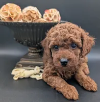 Jessie 💛, a female Poodle - Miniature  for sale in Meta, MO – 6 of 10