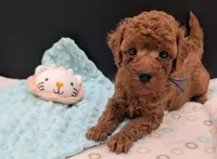 Blueberry 🫐, a male Poodle - Toy  for sale in Meta, MO – 9 of 10