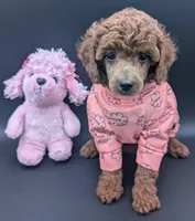 Bo Peep 🩷, a female Poodle - Miniature  for sale in Meta, MO – 8 of 10