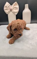 Sophia 🩷, a female Poodle - Miniature  for sale in Meta, MO – 4 of 10