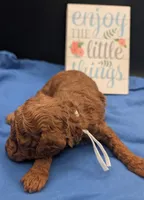 Buzz 🤍, a male Poodle - Miniature  for sale in Meta, MO – 9 of 10