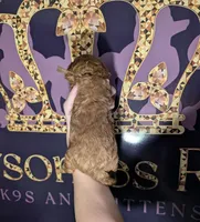 Barney 🤎, a male Poodle - Toy  for sale in Meta, MO – 10 of 10