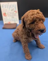 All Spice 🤎, a male Poodle - Toy  for sale in Meta, MO – 4 of 10