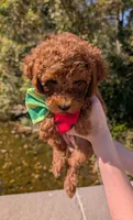 Watermelon 🍉, a female Poodle - Toy  for sale in Meta, MO – 4 of 10