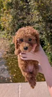 Raspberry 🩷, a female Poodle - Toy  for sale in Meta, MO – 6 of 10