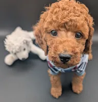 Buzz 🤍, a male Poodle - Miniature  for sale in Meta, MO – 9 of 10