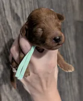 Green 🍏, a male Poodle - Toy  for sale in Meta, MO – 8 of 10