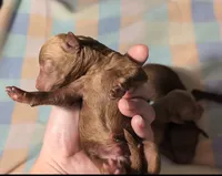 Buzz 🤍, a male Poodle - Miniature  for sale in Meta, MO – 5 of 8