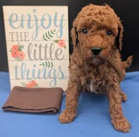 All Spice 🤎, a male Poodle - Toy  for sale in Meta, MO – 9 of 10