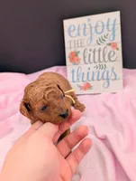 Jessie 💛, a female Poodle - Miniature  for sale in Meta, MO – 4 of 10