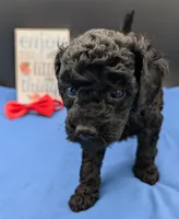 Simba ❤️, a male Poodle - Miniature  for sale in Meta, MO – 7 of 10