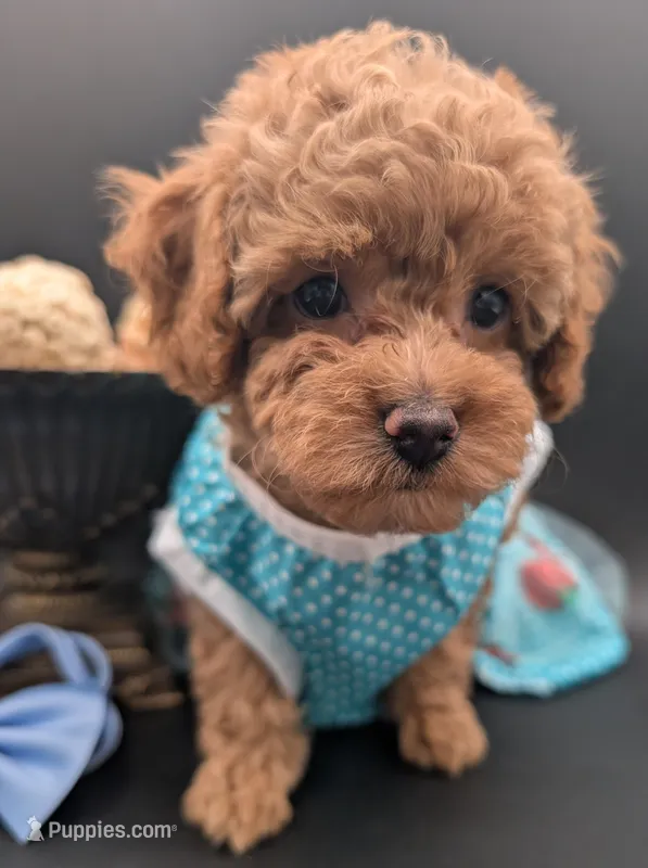 Betty 🩵 – Poodle - Toy  puppy for sale in Meta, MO