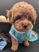 Betty 🩵, a female Poodle - Toy  for sale in Meta, MO – 1 of 10