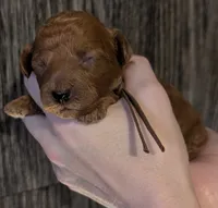 Chestnut 🌰, a male Poodle - Toy  for sale in Meta, MO – 6 of 10