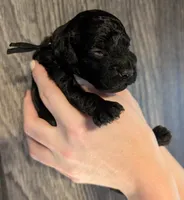 Rafiki 🖤, a male Poodle - Miniature  for sale in Meta, MO – 9 of 10