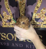 Pebbles 💚, a female Poodle - Toy  for sale in Meta, MO – 9 of 10
