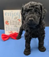 Simba ❤️, a male Poodle - Miniature  for sale in Meta, MO – 9 of 10