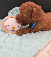 Blueberry 🫐, a male Poodle - Toy  for sale in Meta, MO – 6 of 10