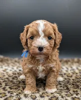 Jaxin 🩵, a male Cavapoo for sale in Meta, MO – 2 of 10