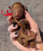 Cinnamon 💜, a female Poodle - Toy  for sale in Meta, MO – 7 of 10