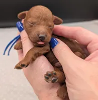Caleb 🩵, a male Poodle - Miniature  for sale in Meta, MO – 5 of 10