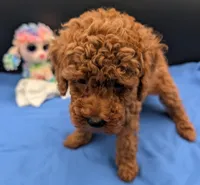 Cal 🤍, a male Poodle - Miniature  for sale in Meta, MO – 9 of 10