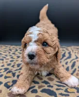 Nathan 🩶, a male Cavapoo for sale in Meta, MO – 2 of 10