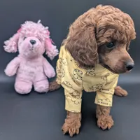 Jessie 💛, a female Poodle - Miniature  for sale in Meta, MO – 7 of 10
