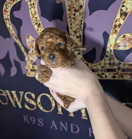 Barney 🤎, a male Poodle - Toy  for sale in Meta, MO – 7 of 10