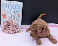 Pixie 🩷, a female Poodle - Miniature  for sale in Meta, MO – 2 of 10