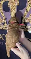 Raspberry 🩷, a female Poodle - Toy  for sale in Meta, MO – 9 of 10