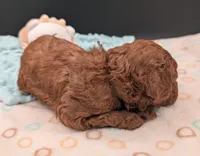 Woody 🤎, a male Poodle - Miniature  for sale in Meta, MO – 5 of 10