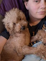 Scarlet Retired , a female Poodle - Miniature  for sale in Meta, MO – 5 of 10