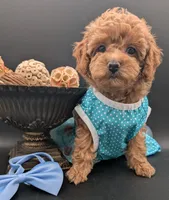 Betty 🩵, a female Poodle - Toy  for sale in Meta, MO – 6 of 10