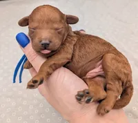 Caleb 🩵, a male Poodle - Miniature  for sale in Meta, MO – 6 of 10