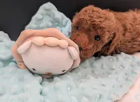 All Spice 🤎, a male Poodle - Toy  for sale in Meta, MO – 6 of 10
