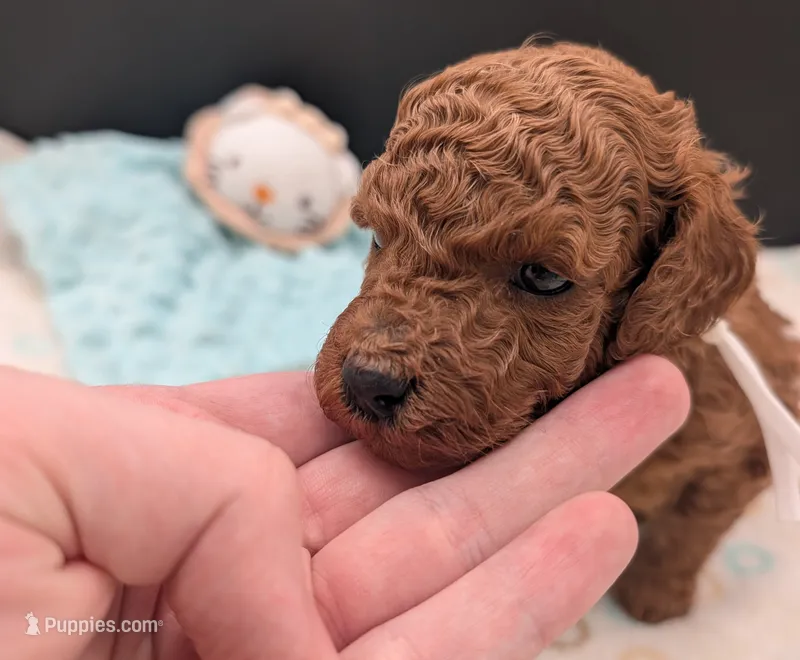 Buzz 🤍 – Poodle - Miniature  puppy for sale in Meta, MO