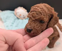 Buzz 🤍, a male Poodle - Miniature  for sale in Meta, MO – 1 of 10