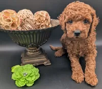 Rex 🦖, a male Poodle - Miniature  for sale in Meta, MO – 1 of 10
