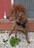 Winston , a male Poodle - Miniature  for sale in Meta, MO – 4 of 10